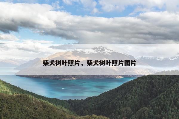 柴犬树叶照片，柴犬树叶照片图片