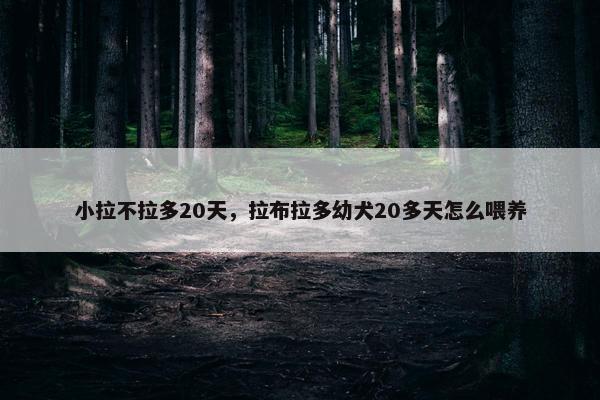 小拉不拉多20天，拉布拉多幼犬20多天怎么喂养