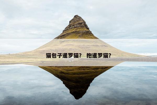 猫包子暹罗猫？ 抱暹罗猫？
