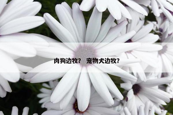 肉狗边牧？ 宠物犬边牧？