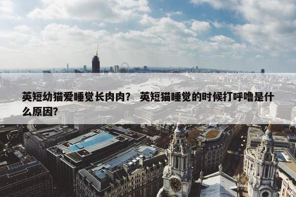 英短幼猫爱睡觉长肉肉？ 英短猫睡觉的时候打呼噜是什么原因？