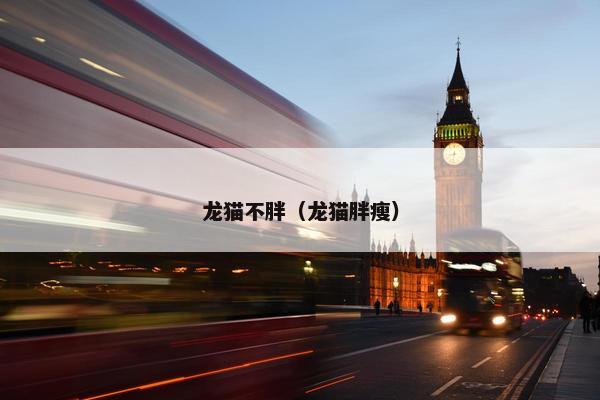 龙猫不胖（龙猫胖瘦）