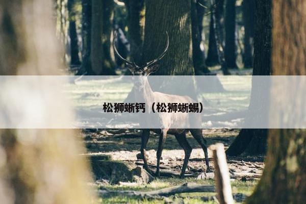 松狮蜥钙（松狮蜥蜴）