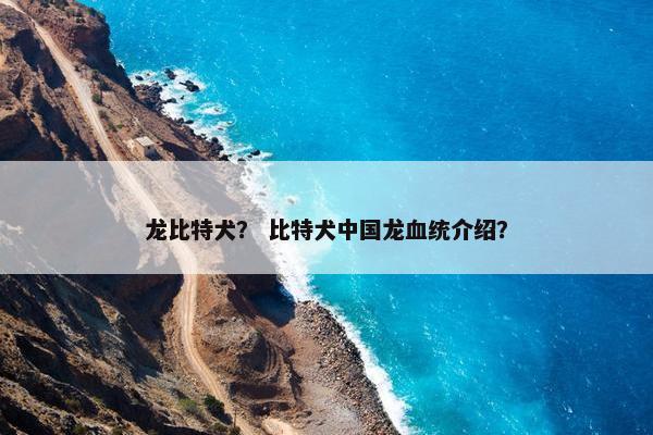 龙比特犬？ 比特犬中国龙血统介绍？
