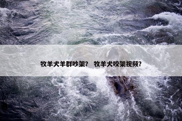 牧羊犬羊群吵架？ 牧羊犬咬架视频？