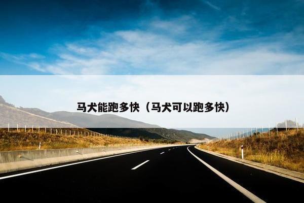 马犬能跑多快（马犬可以跑多快）