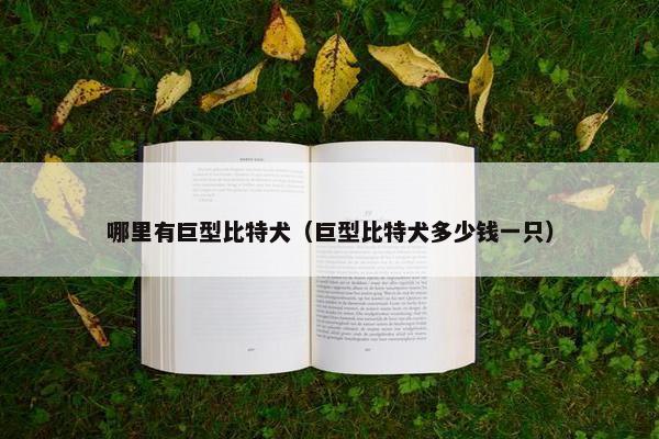 哪里有巨型比特犬（巨型比特犬多少钱一只）