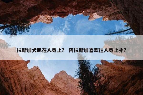 拉斯加犬趴在人身上？ 阿拉斯加喜欢往人身上扑？