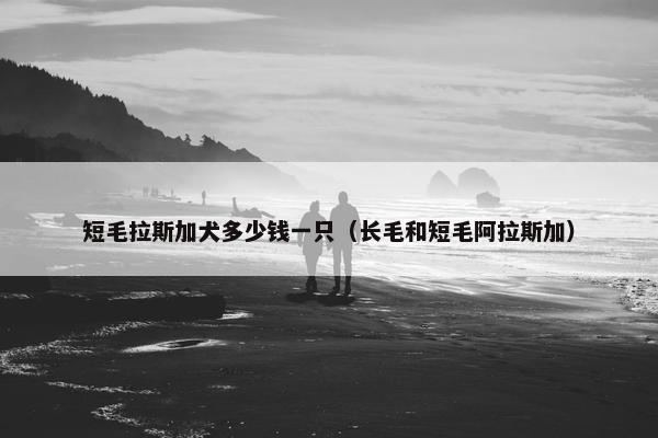 短毛拉斯加犬多少钱一只（长毛和短毛阿拉斯加）