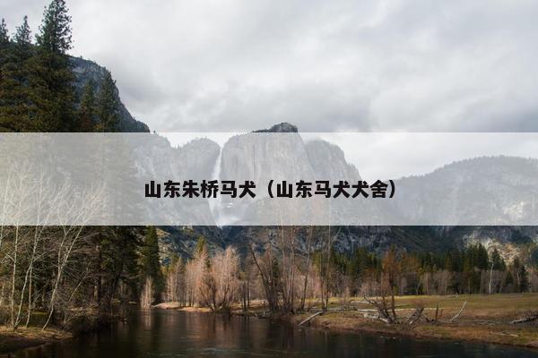 山东朱桥马犬(山东马犬犬舍)
