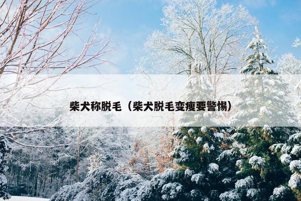 柴犬称脱毛（柴犬脱毛变瘦要警惕）