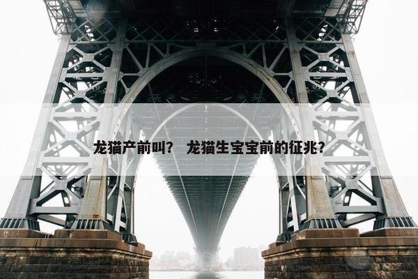 龙猫产前叫？ 龙猫生宝宝前的征兆？