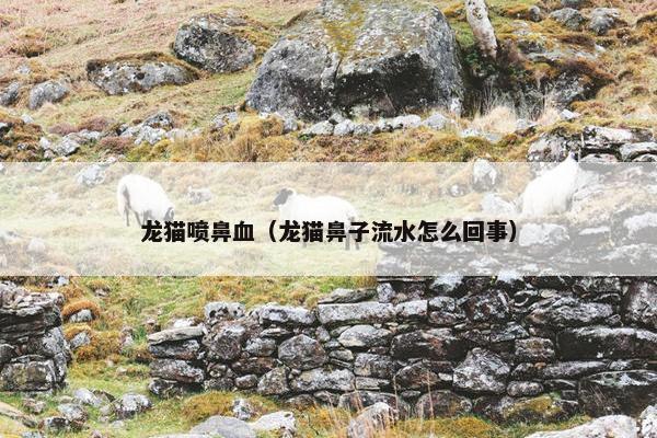 龙猫喷鼻血(龙猫鼻子流水怎么回事)