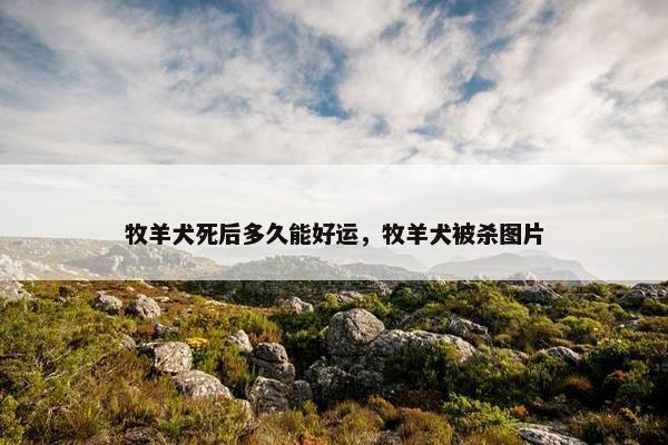 牧羊犬死后多久能好运，牧羊犬被杀图片
