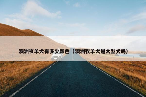 澳洲牧羊犬有多少颜色（澳洲牧羊犬是大型犬吗）
