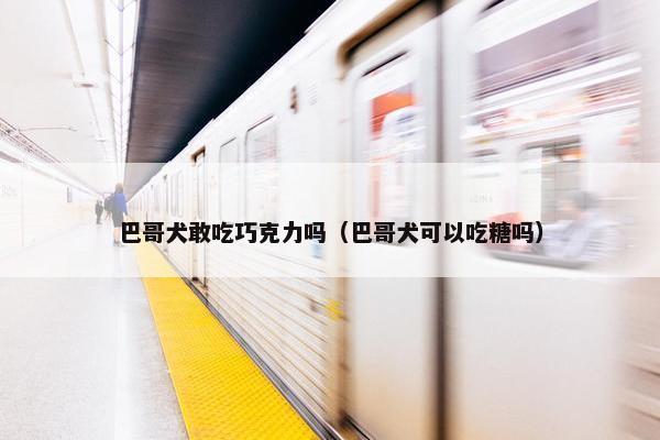 巴哥犬敢吃巧克力吗（巴哥犬可以吃糖吗）
