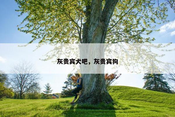 灰贵宾犬吧，灰贵宾狗