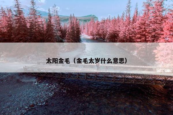 太阳金毛（金毛太岁什么意思）