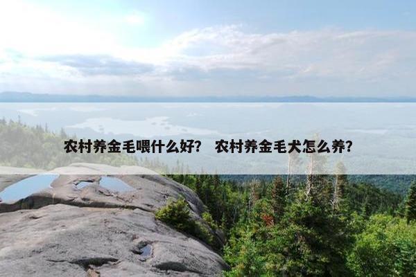 农村养金毛喂什么好？ 农村养金毛犬怎么养？