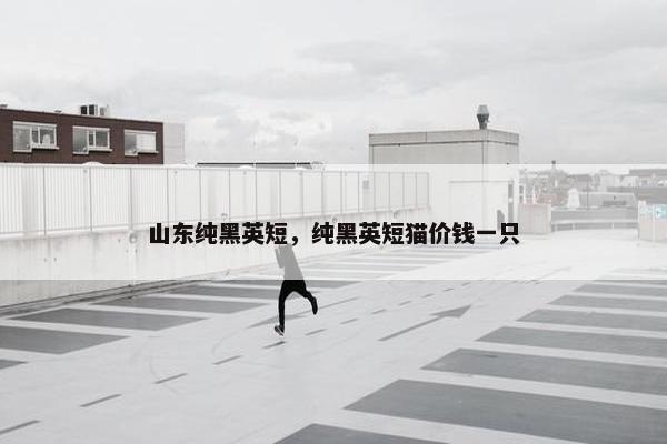 山东纯黑英短，纯黑英短猫价钱一只