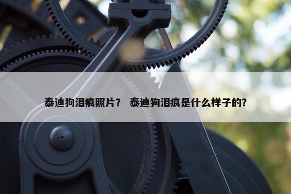 泰迪狗泪痕照片？ 泰迪狗泪痕是什么样子的？