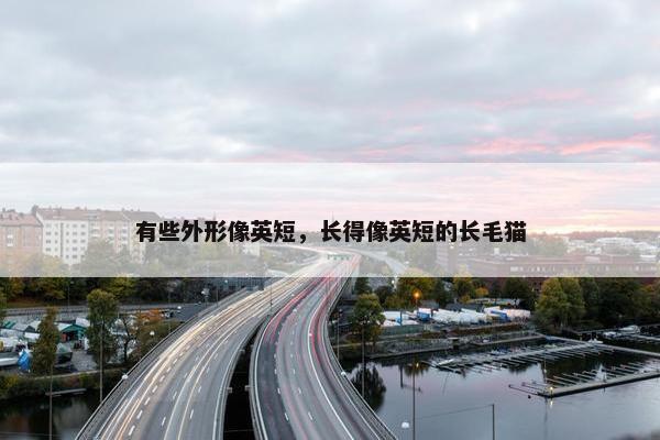 有些外形像英短，长得像英短的长毛猫
