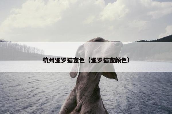 杭州暹罗猫变色（暹罗猫变颜色）