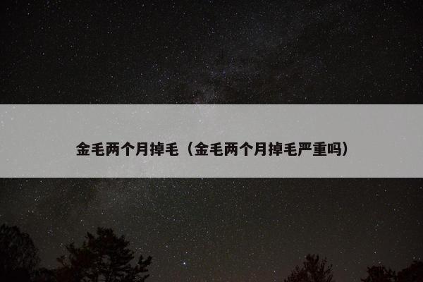 金毛两个月掉毛（金毛两个月掉毛严重吗）