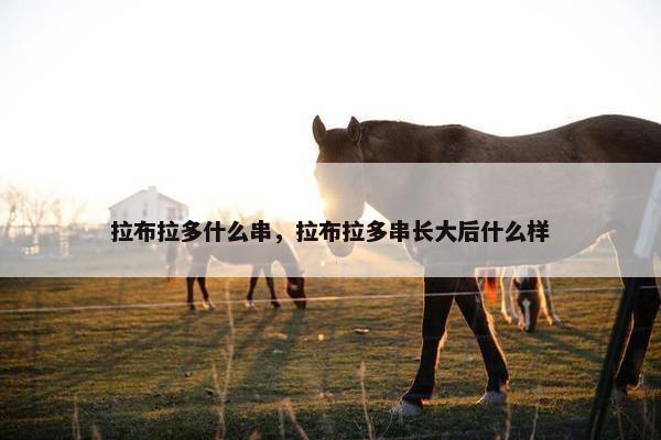 拉布拉多什么串，拉布拉多串长大后什么样