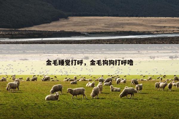 金毛睡觉打呼，金毛狗狗打呼噜