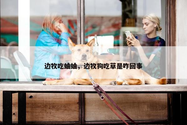 边牧吃蛐蛐,边牧狗吃草是咋回事