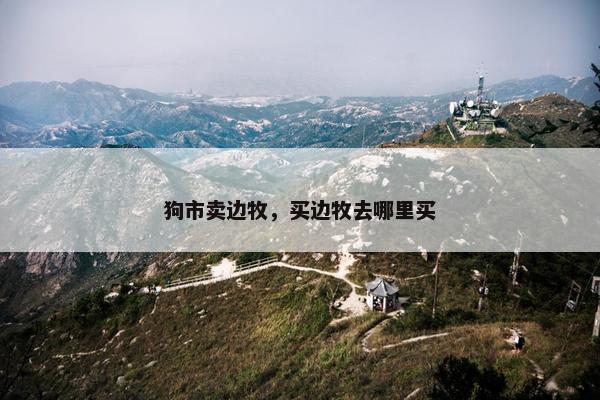 狗市卖边牧，买边牧去哪里买