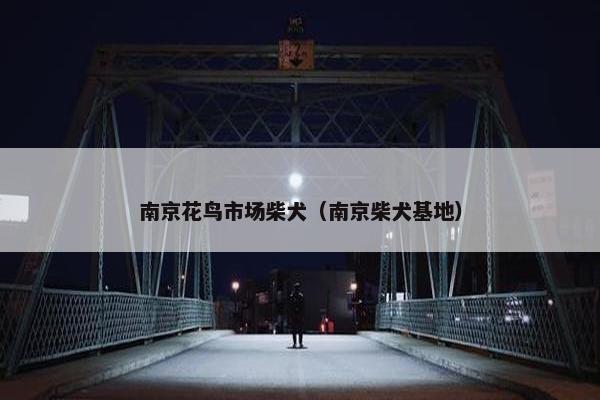 南京花鸟市场柴犬（南京柴犬基地）