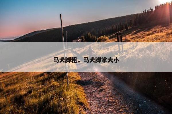 小马
