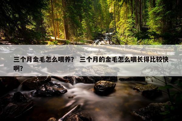 三个月金毛怎么喂养？ 三个月的金毛怎么喂长得比较快啊？