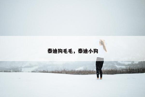 泰迪狗毛毛，泰迪小狗