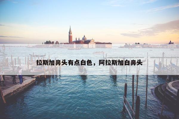 拉斯加鼻头有点白色，阿拉斯加白鼻头