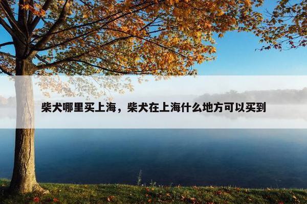 柴犬哪里买上海，柴犬在上海什么地方可以买到