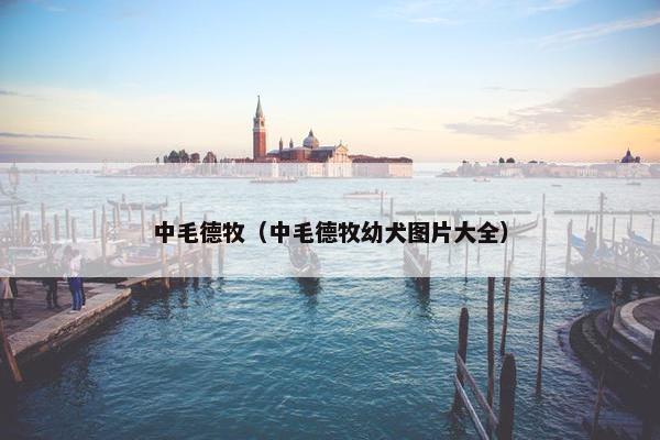 中毛德牧(中毛德牧幼犬图片大全)