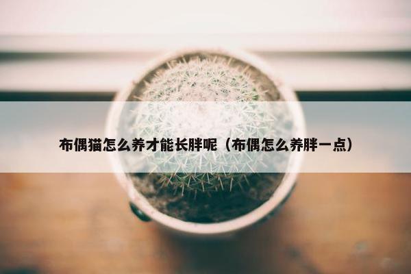 布偶猫怎么养才能长胖呢（布偶怎么养胖一点）