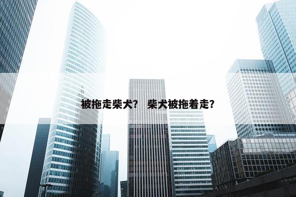 被拖走柴犬？ 柴犬被拖着走？