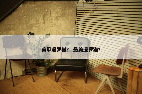 美甲暹罗猫？ 最美暹罗猫？