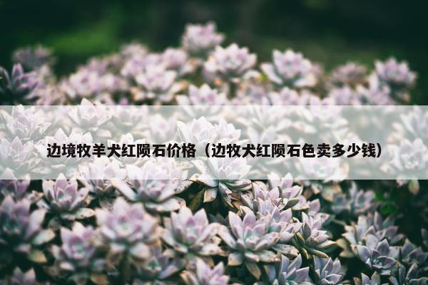 边境牧羊犬红陨石价格(边牧犬红陨石色卖多少钱)