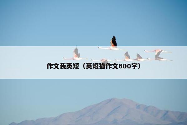 作文我英短（英短猫作文600字）