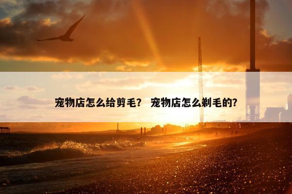 宠物店怎么给剪毛？ 宠物店怎么剃毛的？