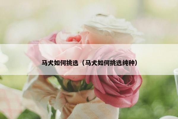 马犬如何挑选（马犬如何挑选纯种）