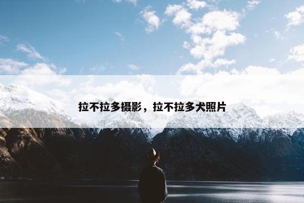 拉不拉多摄影，拉不拉多犬照片