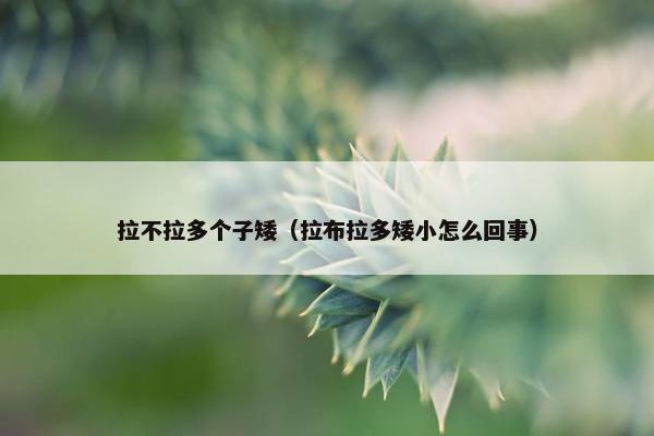 拉不拉多个子矮（拉布拉多矮小怎么回事）