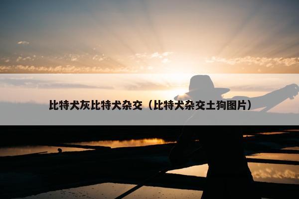 比特犬灰比特犬杂交（比特犬杂交土狗图片）