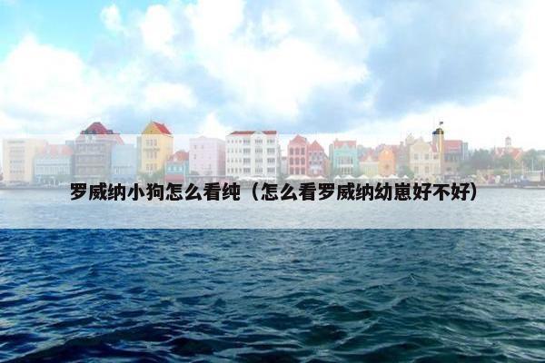 罗威纳小狗怎么看纯（怎么看罗威纳幼崽好不好）